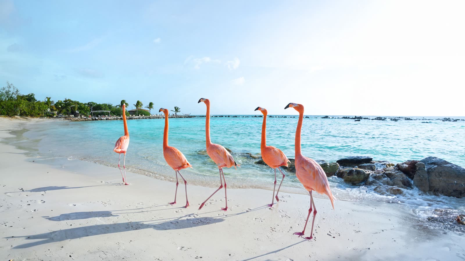 Flamingos on a Caribbean beach in Aruba - Caribbean signature trip